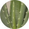 Aloe
