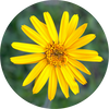 Arnica