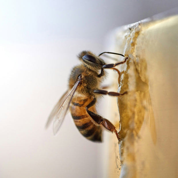 <h2>Gentle Harvest</h2>