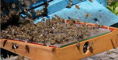 <p>A mild electric current encourages bees to sting a glass plate, which allows them to deposit venom and fly away because their stingers do not get stuck in the hard surface.<br/><br/></p>